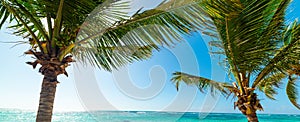 Palm trees and blue water in Raisins Clairs beach in Guadeloupe