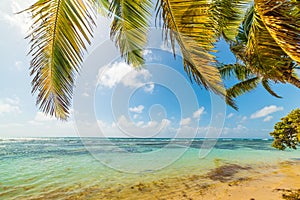 Palm trees in Bois Jolan beach in Guadeloupe