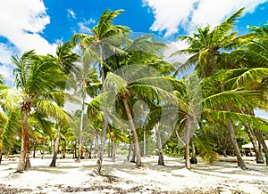 Palm trees in Bois Jolan beach in Guadeloupe