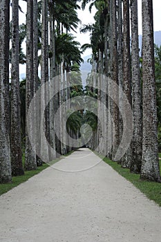Palm trees at botanic gardens Rio de Janeiro Brazil.