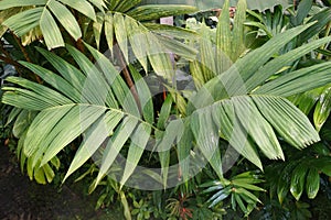 Green leaves of Ivory Cane Palm or Pinanga coronata. photo