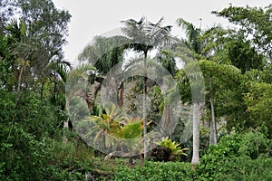 Palm trees in the botanical garden of JardÃÂ­n BotÃÂ¡nico Viera y Clavijo in island of Gran Canaria photo