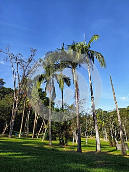 Palm trees in the Botanical Garden of Sao Paulo, Brazil photo