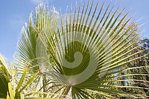 Palm trees botanical perennial lianas shrubs trees photo