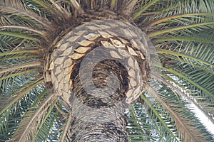 Palm trees botanical perennial lianas shrubs trees photo