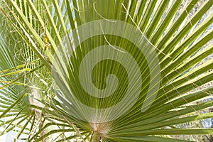 Palm trees botanical perennial lianas shrubs trees