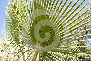 Palm trees botanical perennial lianas shrubs trees