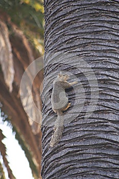 Palm trees botanical perennial lianas shrubs trees