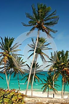 Palm trees at bottom bay photo