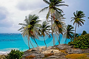 Palm trees at Botton Bay Barbados