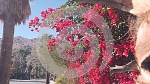 Palm trees, bougainvillea flowers bloom blossom, desert mountains, Palm Springs.