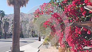 Palm trees, bougainvillea flowers bloom blossom, desert mountains, Palm Springs.