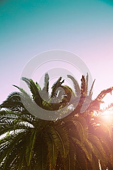 Palm trees branches against sky. Tropical background