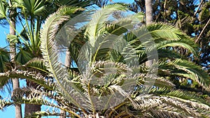 Palm trees branches fluttering in wind. Tropical view