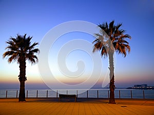 Palmera árboles a hojas en bahía de la de Andalucía. 