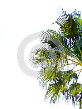 Palm trees with branches and leaves in the park