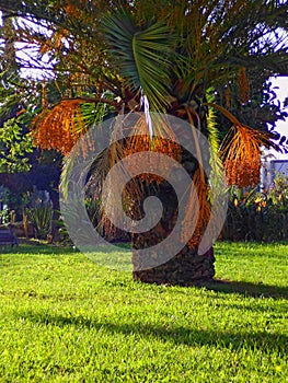 Palm trees with branches and leaves in the park