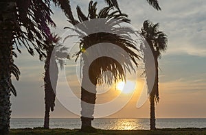 Palm trees and bright sky with beautiful sunset