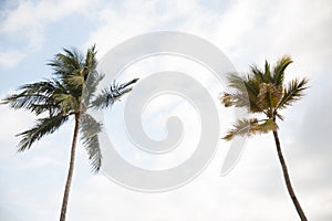 Palm trees in Bucerias, Nayarit, Mexico