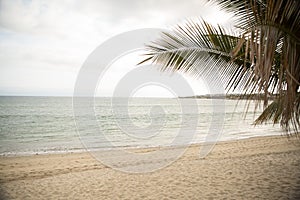 Palm trees in Bucerias, Nayarit, Mexico