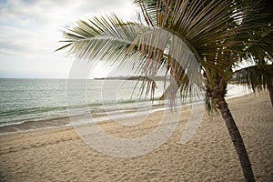 Palm trees in Bucerias, Nayarit, Mexico photo