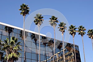 Palm trees and building