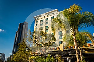 Palm trees and buildings in San Diego, California.