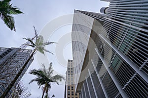 palm trees and buildings seen from below on Avenida Paulista, SÃ£o Paulo.