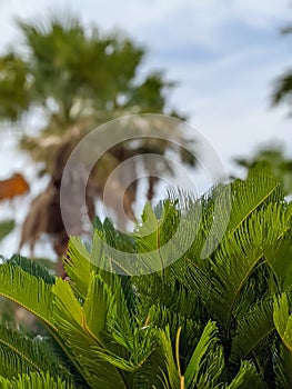 Palm trees bunch at myrtle beach south carolina photo