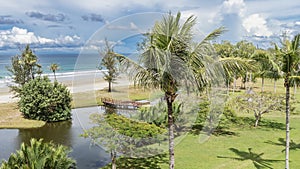 Palm trees, bushes grow in a tropical garden on the ocean shore.