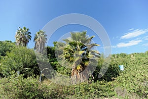 Palm trees in bushes in Israel