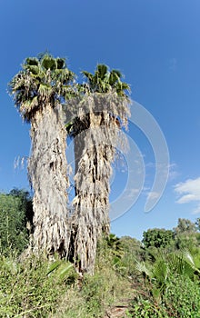 Palm trees in bushes in Israel