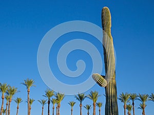 Palm trees and cactus in the blue summer sky. Vacation time.