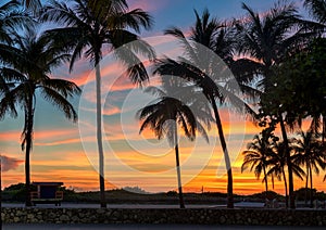 Palm trees in California beach at sunset. Fashion travel and tropical beach concept.