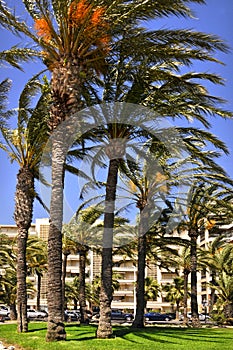 Palm trees at Cannes in France