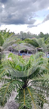 Palm trees and canopies in the rainforests of Southeast Asia