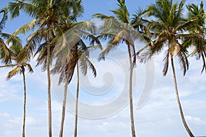 Palm Trees in Caribbean Beaches