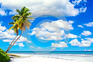 Palm trees on the caribbean tropical beach against blue cloudy sky. Saona Island, Dominican Republic. Vacation travel background