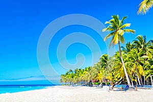 Palm trees on the caribbean tropical beach. Saona Island, Dominican Republic. Vacation travel background