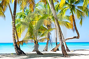 Palm trees on the caribbean tropical beach. Saona Island, Dominican Republic. Vacation travel background