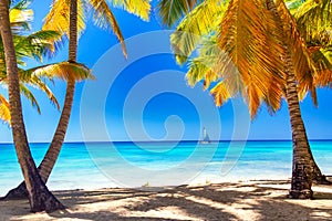 Palm trees on the caribbean tropical beach. Saona Island, Dominican Republic. Vacation travel background