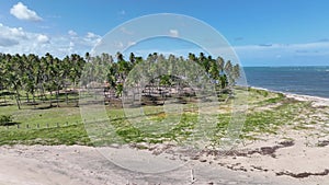 Palm Trees At Carneiros Beach In Pernambuco Brazil.