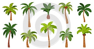 Palm trees. Cartoon tropical tree with different exotic green leaves, trunk and fruits. Nature jungle plants. Hawaii