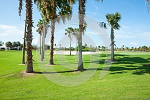 Palm trees cast shadow over golf course fairway