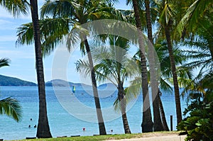 Palm Trees on Cateye Beach
