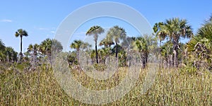 Palm Trees in Citrus County, Florida