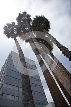 Palm Trees in City