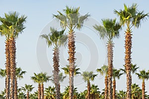 Palm trees in the city park by the beach