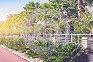 Palm trees in the city park by the beach