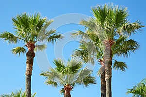Palm trees and clear blue sky in a sunny summer day